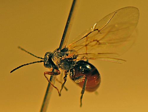Andricus lucidus